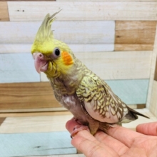 なでなでがお好き♡オカメインコシナモンパール♪