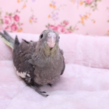 どんぐり眼?! オカメインコのノーマルカラー 2020.10/22撮影