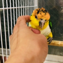 久しぶり！！　シロハラインコ入舎しました。