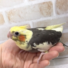オカメインコ（パイド）が来ました！