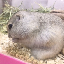なでなでできます！リチャードソンジリス！