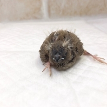 ぽわぽわのアホ毛出てます！キンカチョウのヒナが来ました！