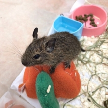デグー（ノーマル）がやって来ました！