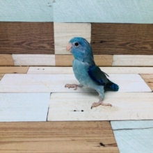 最新画像！！人気カラーのマメルリハインコ　ブルー　男の子　ヒナ