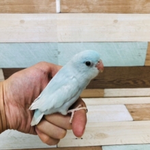 最新画像です。薄氷色がｷﾚｲです☆マメルリハインコ（アメリカンホワイト　メス）～～
