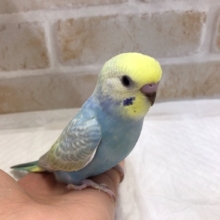 まだまだヒナです！セキセイインコ（レインボー）