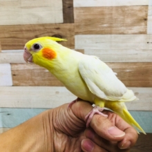 一番人気のオカメインコ　ルチノー　ヒナ