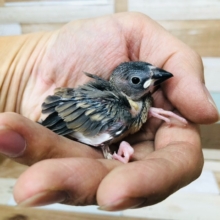 やはり人気だ！桜文鳥ヒナ入舎！！！