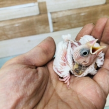 白はやっぱり1番人気だな！！白文鳥　ヒナ入舎！！