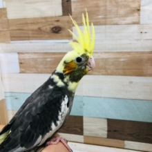 馴れてきました～　オカメインコ　パイド　ヒナ