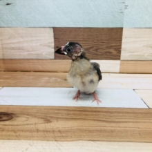 人気の桜文鳥ヒナが入舎しました。