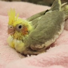 オカメインコ　シナモンパイドさん（´ｖ｀＊）