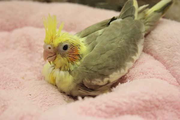 オカメインコ　シナモンパイドさん（´ｖ｀＊）