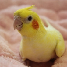 10月中旬生　オカメインコ（ルチノーパール）ヒナちゃん