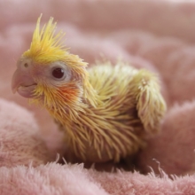 心を燃やせ!!オカメインコ（ルチノー）ヒナちゃん