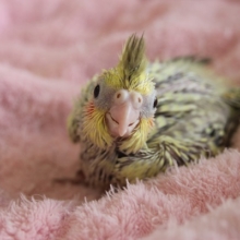 オカメインコ（シナモンパール）ヒナちゃん