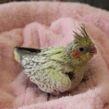 オカメインコ（シナモンパール）ヒナちゃん