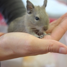 11月上旬生まれ　デグー（ブルー）女のコ♀
