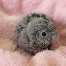 サザナミインコ（モーブ）ヒナちゃん
