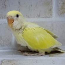 クリーミーな味わい((笑))　小桜インコ☆クリーム