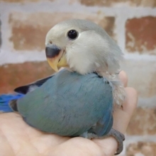 うるうるな瞳♪小桜インコ☆ブルーチェリー