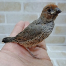 えー雛なの？？？　オオイッコウチョウ 2020年10月生まれ