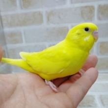 黄色いのにおめめが真っ黒！セキセイインコダブルファクター☆イエロー
