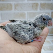 マニア必見！サザナミインコ☆スパングル