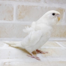 真っ白で黒目！羽衣セキセイインコ☆ダブルファクター