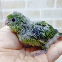 深いグリーンカラー　サザナミインコ☆ノーマル
