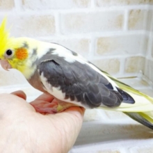 世界に1羽の色彩！オカメインコ☆パイド