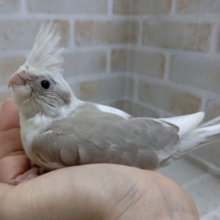 このカラー大人気！オカメインコ☆ホワイトフェイスシナモンパイド