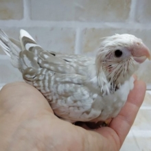 人気絶頂！パールさん！オカメインコ☆ホワイトフェイスシナモンパール