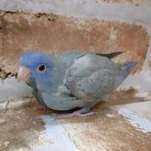 宝石のようなきらめき！サザナミインコ☆スパングル