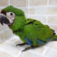 ちょ～甘えん坊なんですけど～　ヒメコンゴウインコ