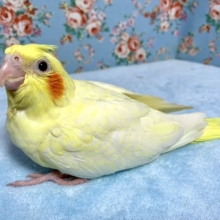 手乗りオカメインコ  ルチノーパール  11月12日