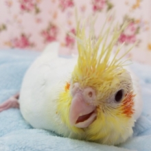 人気カラー！オカメさん♪