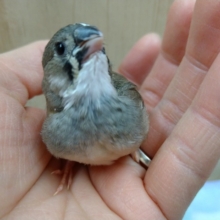 最小の手乗り鳥!?キンカ鳥のヒナ来ました!