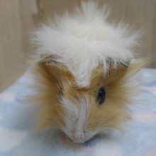 サラサラヘアーのモルモットが来ました〜
