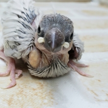 人気絶頂！シルバー文鳥