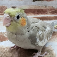 オカメインコのシナモンカラー入荷いたしました～♪