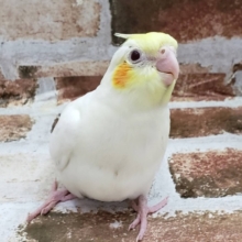 安定の人気！！オカメインコのルチノーさん♪