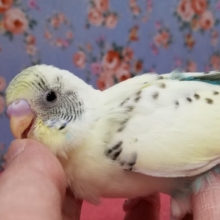 クリーム色のハルクインさん来ました！