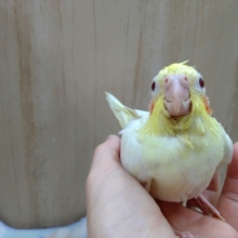 赤い目が魅力的！オカメインコのルチノー来ました