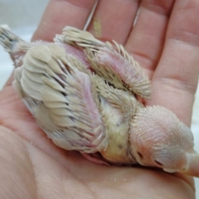 癒されるカラー　シナモン文鳥