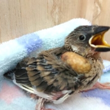 特技は、ご飯のサイソク～桜文鳥！
