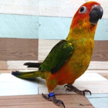 寝顔。。寝癖すら可愛いコガネメキシコインコ☆☆☆