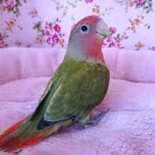 変化してきました！コザクラインコ（オパーリン）～～