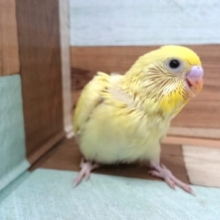 ｷﾚｲです☆！！セキセイインコ（クリーム）～～～