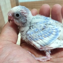 爽やかなセキセイインコです！　スパングルになりますっ
